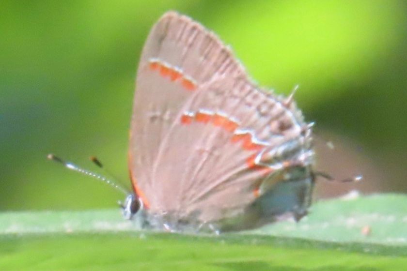 Red banded hairstreak butterfly.