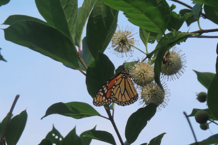 A monarch butterfly handing upside down from a flower with leaves.