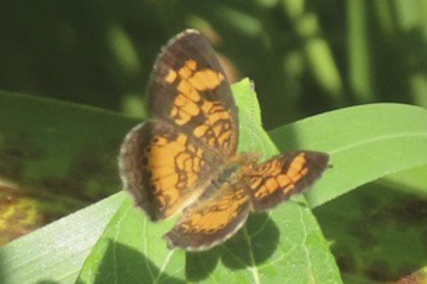 An orange and black butterfly on a green leaf.