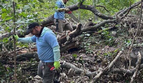 Two men in black hats and blue shirts working in the woods with saws.