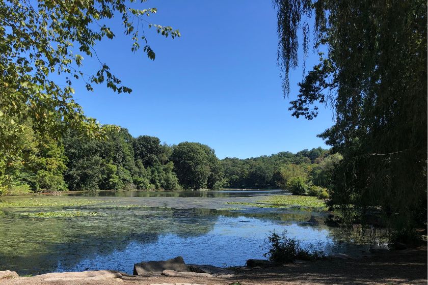 A pond surrounded trees and a blue sky with some green plants growing on the water surface