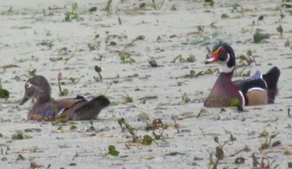 A female (left) and male wood duck swimming through water with leaves floating.