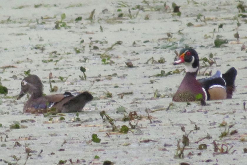 A female (left) and male wood duck swimming through water with leaves floating.