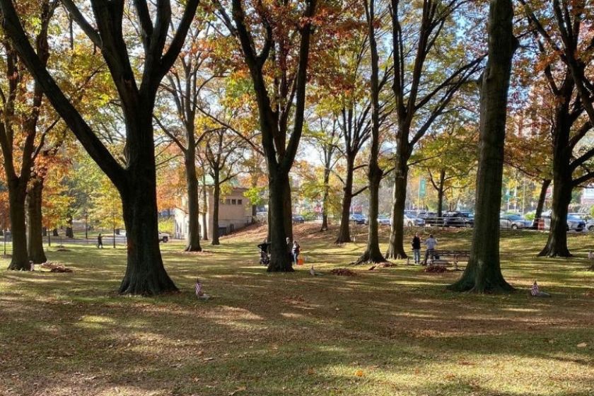 A grove with trees with fall colors and people standing inside it