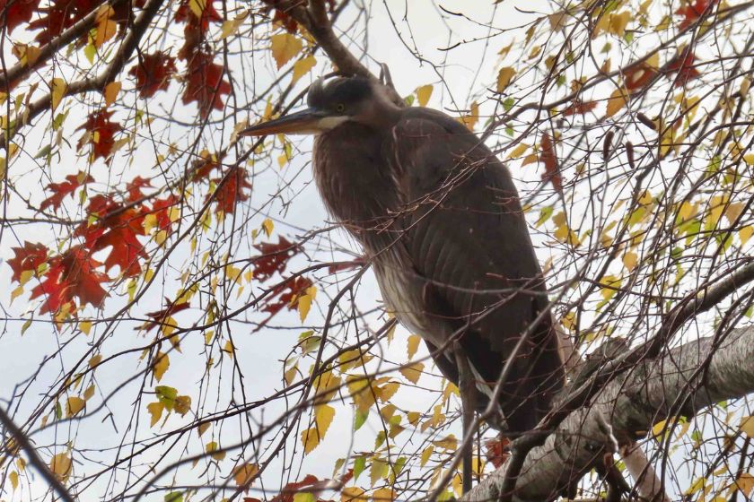 A Great Blue Heron perched in a tree with fall leaves.